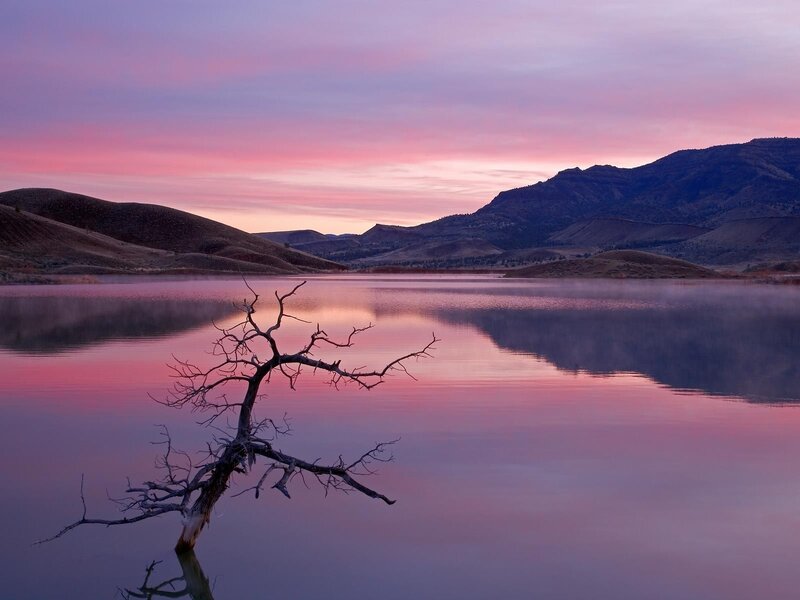 Dead Tree in Lake — Pink, Serene