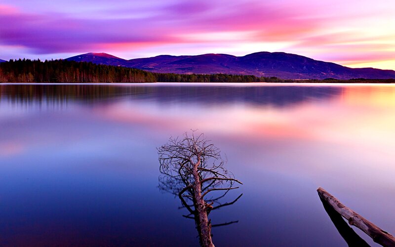 Dead Tree in Lake — Purple, Serene, Sunset