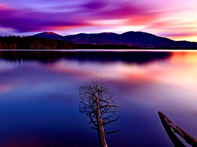 Dead Tree in Lake — Purple, Serene