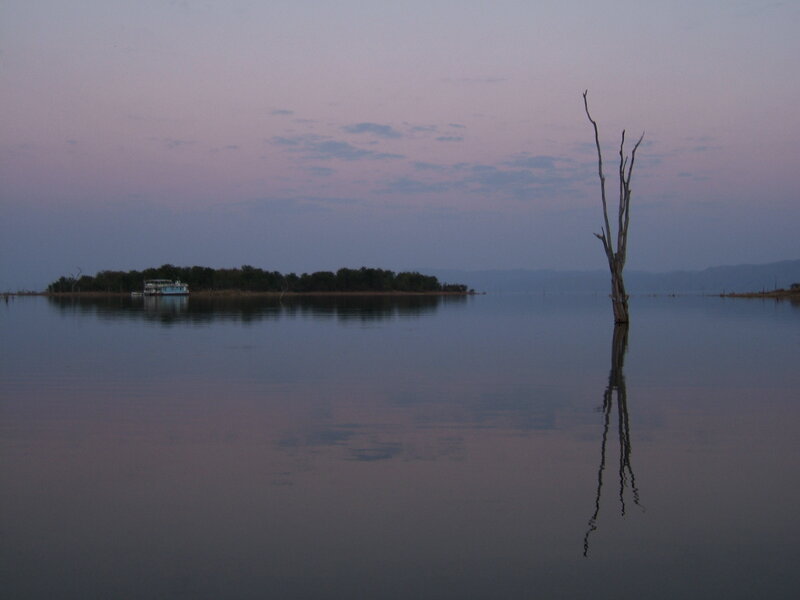 Dead Tree in Lake — Purple