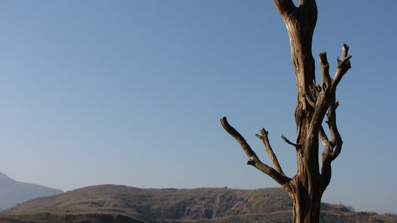 Dead Tree in Landscape