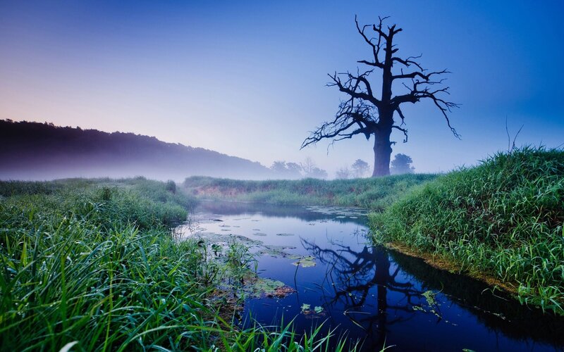 Dead Tree in Marsh — Blue, Serene, Morning, Photograph