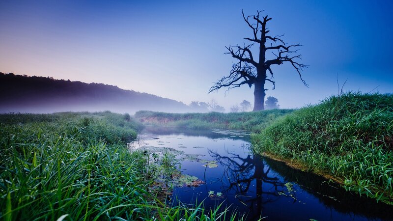 Dead Tree in Marsh — Blue, Serene