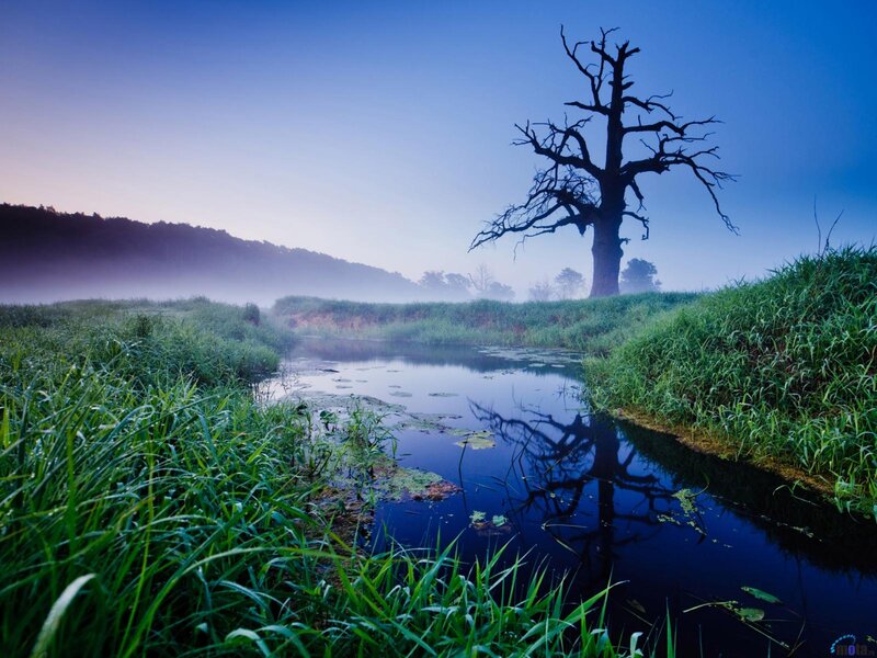 Dead Tree in Marsh — Blue