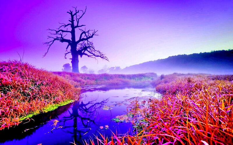 Dead Tree in Marsh — Purple, Dreamy