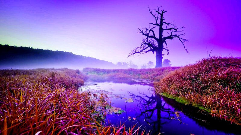 Dead Tree in Marsh — Purple