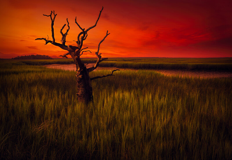 Dead Tree in Marsh — Red