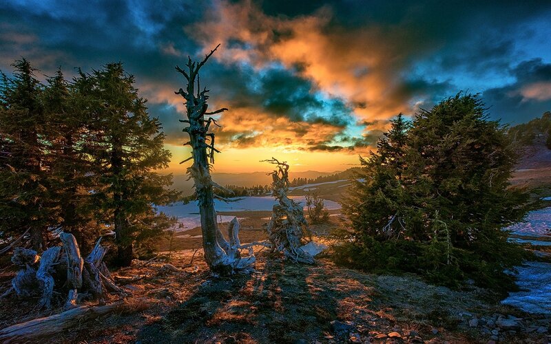 Dead Tree in Mountain Landscape