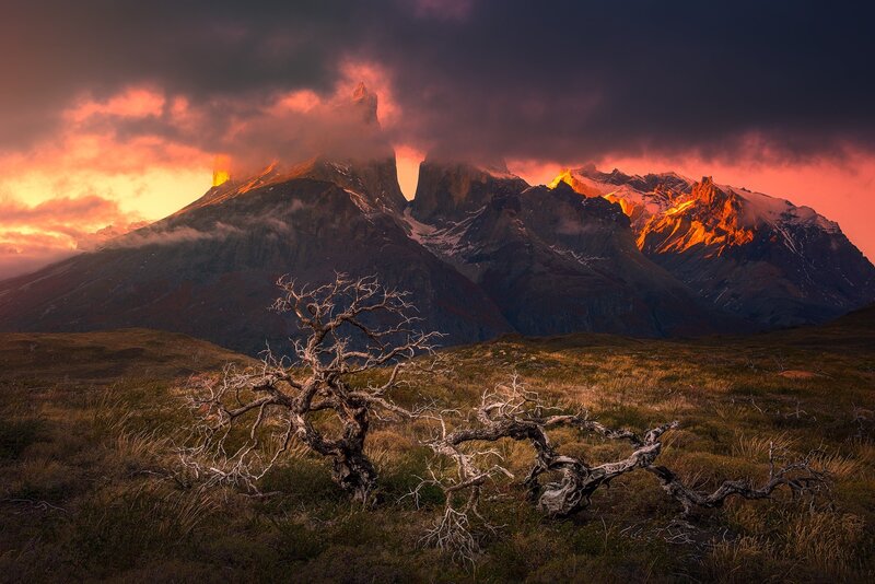 Dead Tree in Mountains — Orange