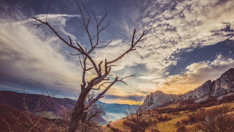 Dead Tree in Mountains