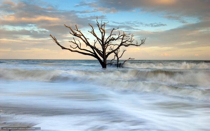 Dead Tree in Ocean — Blue