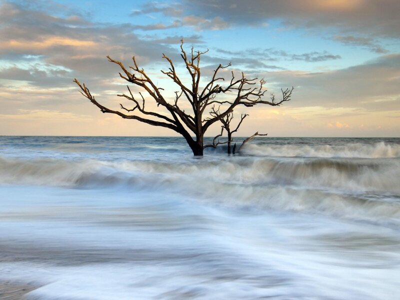 Dead Tree in Ocean