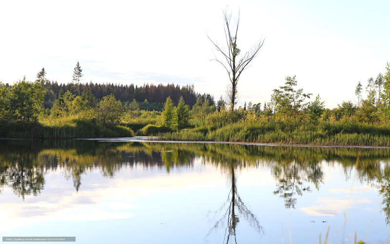 Dead Tree in Pond — Green