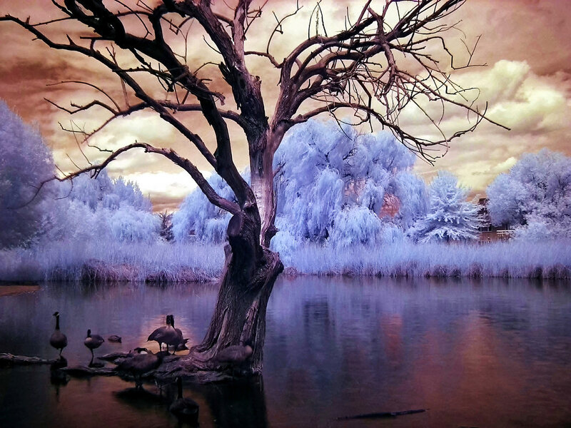 Dead Tree in Pond