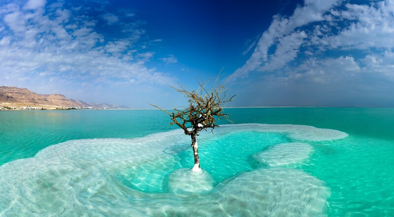 Dead Tree in Salt Lake