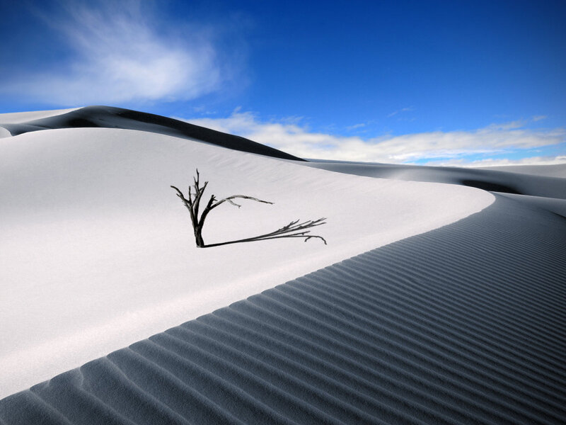 Dead Tree in Sand Dune