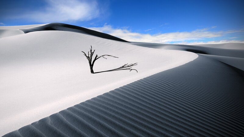 Dead Tree in Sand Dune — White, Serene