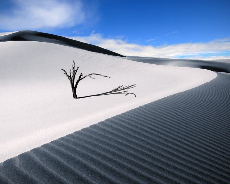 Dead Tree in Sand Dunes — Afternoon