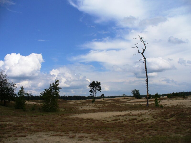 Dead Tree in Sand Dunes — Blue, Serene