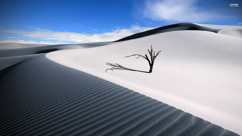 Dead Tree in Sand Dunes — Blue