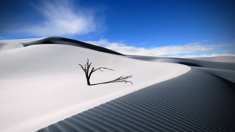 Dead Tree in Sand Dunes — Photograph