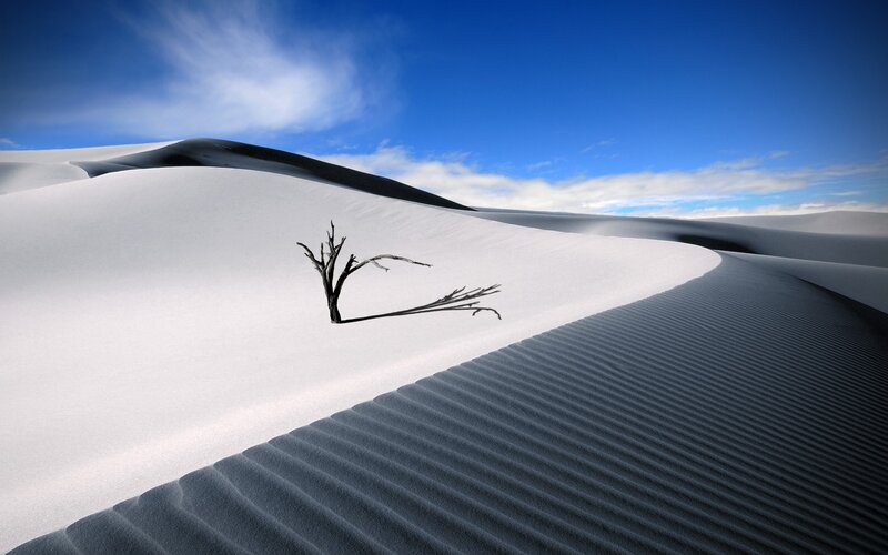 Dead Tree in Sand Dunes — White, Serene
