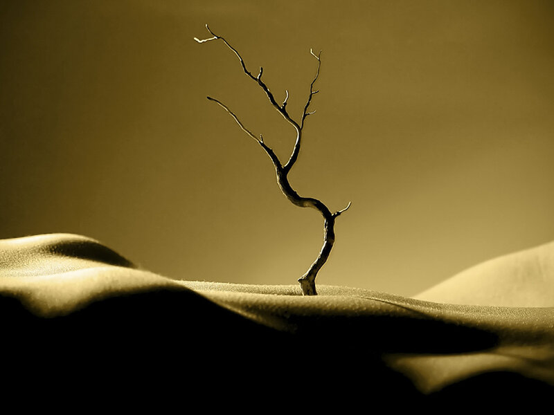 Dead Tree in Sand