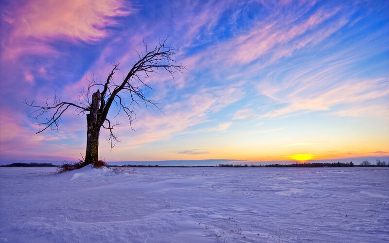 Dead Tree in Snow — Blue, Dramatic, Sunset
