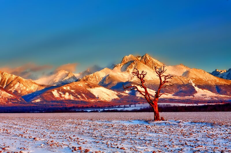 Dead Tree in Snow — Blue, Dramatic