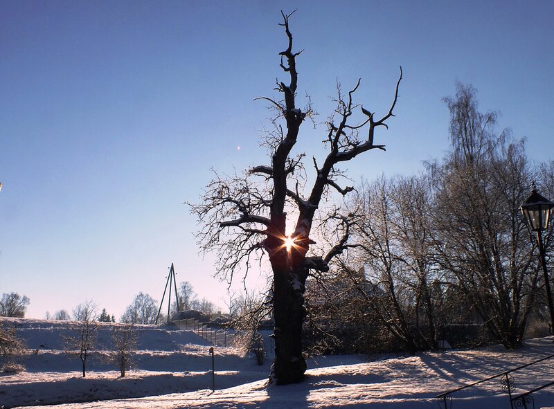 Dead Tree in Snow — Blue, Serene