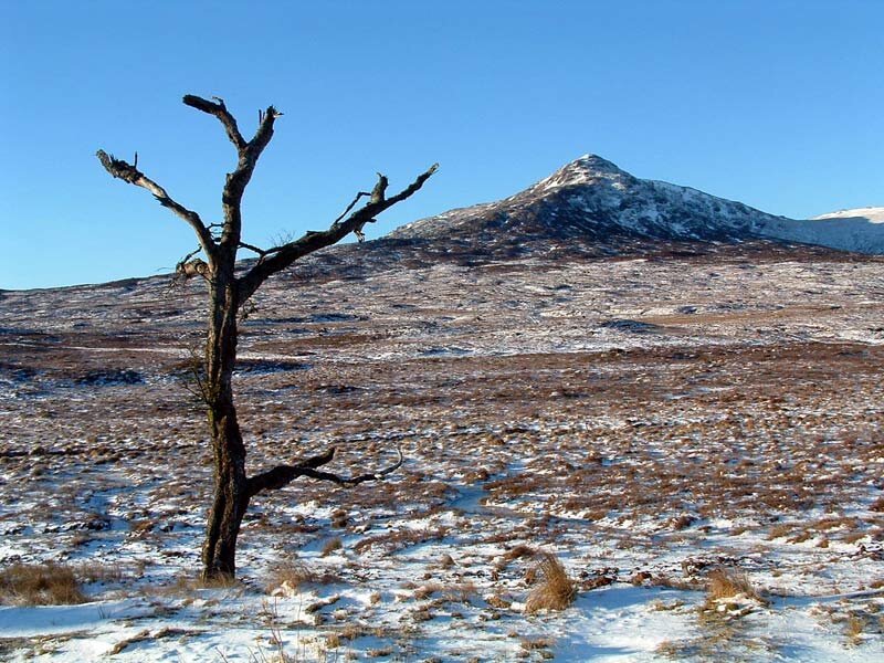 Dead Tree in Snow — Blue