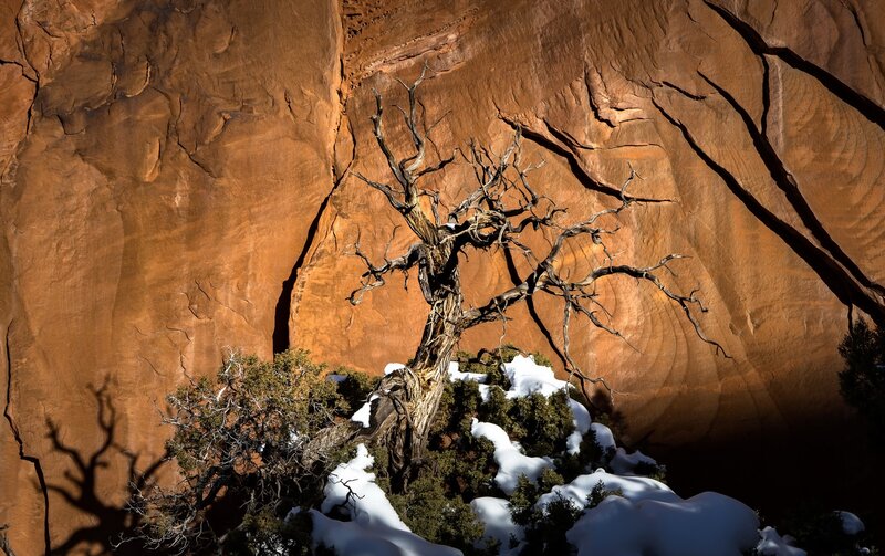 Dead Tree in Snow — Brown