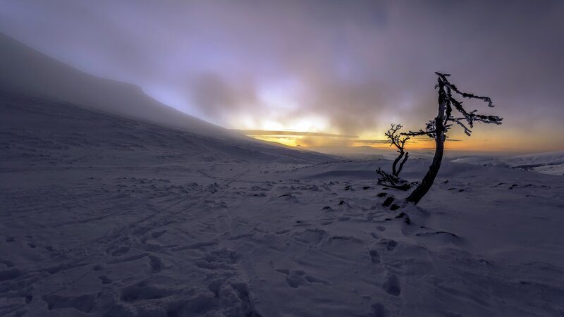 Dead Tree in Snow — Purple, Dramatic