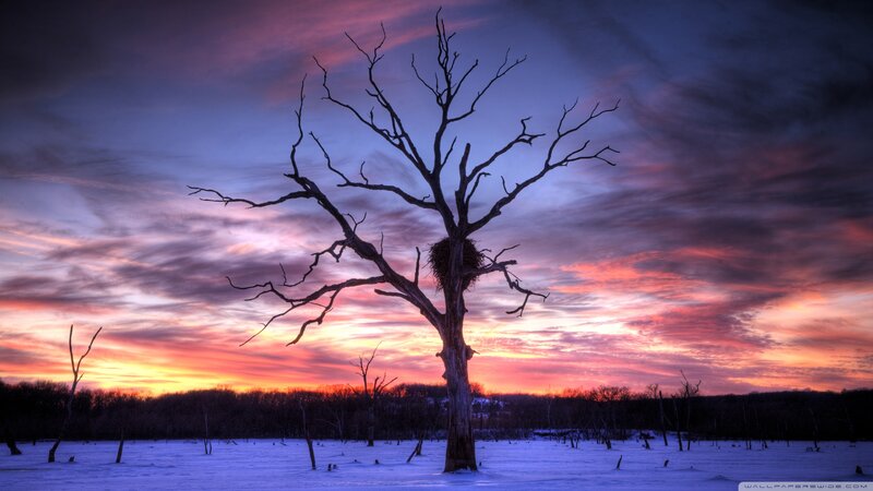 Dead Tree in Snow — Purple