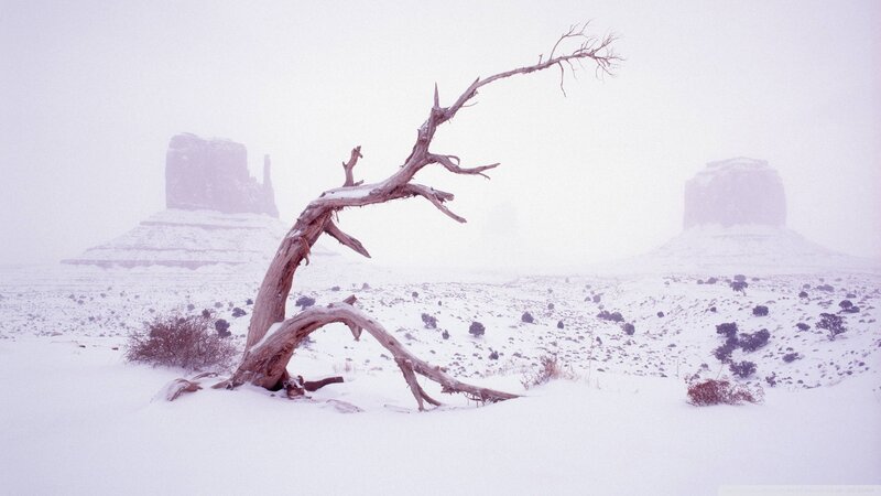 Dead Tree in Snow — White
