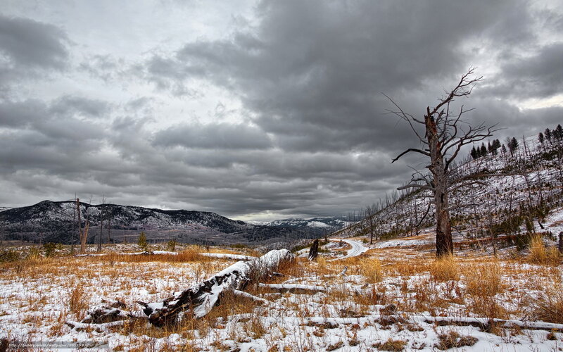 Dead Tree in Snowy Field
