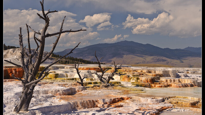 Dead Tree in Terraces