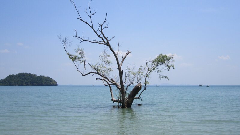 Dead tree in the sea