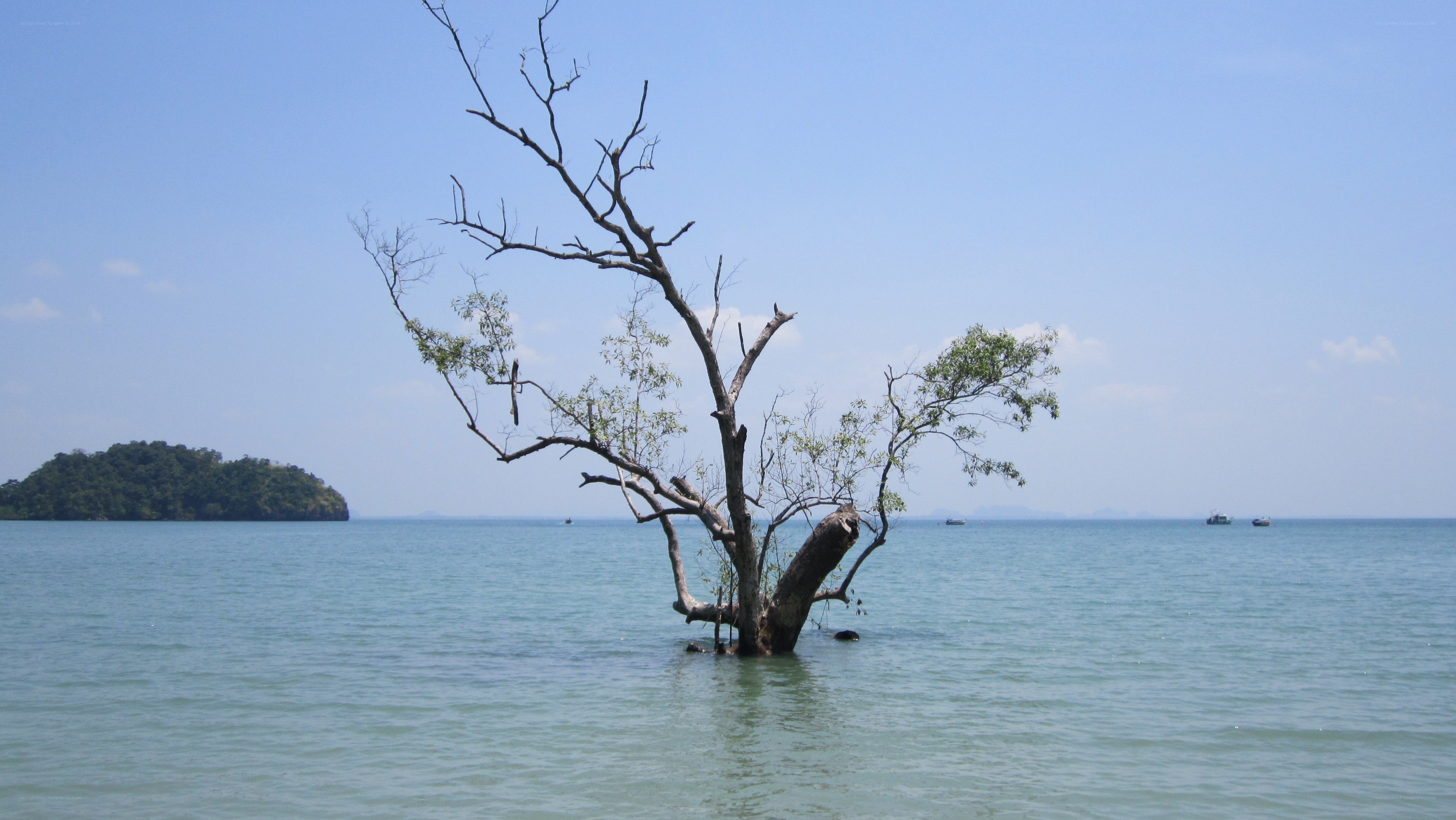 Dead tree in the sea