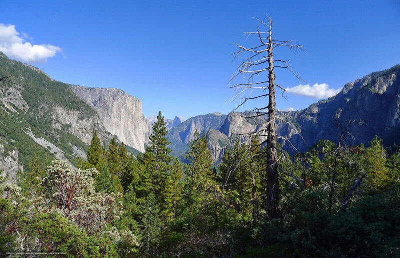 Dead Tree in Valley — Blue