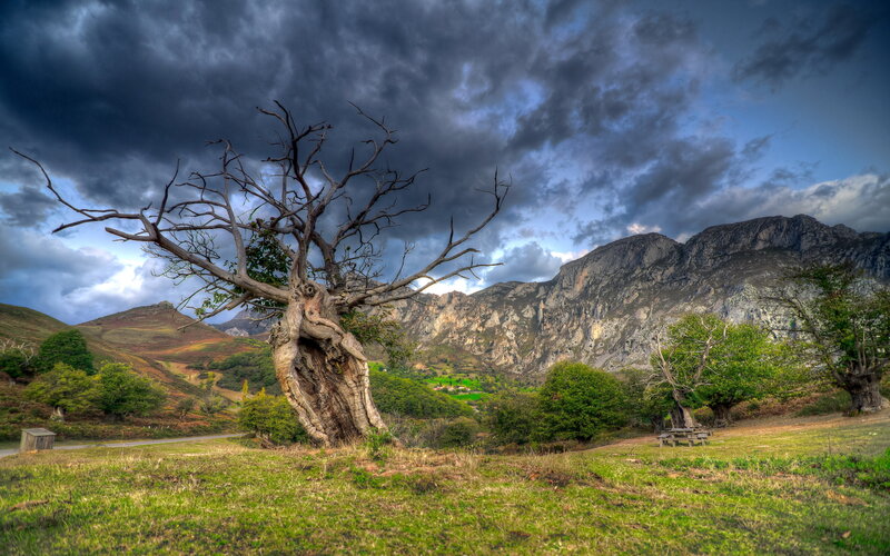 Dead Tree in Valley — Green, Dramatic