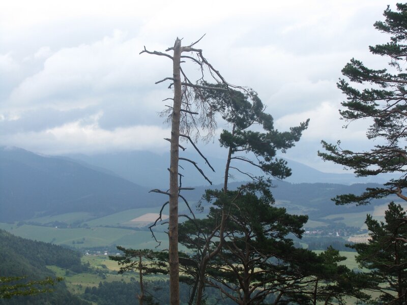 Dead Tree in Valley — Green, Overcast