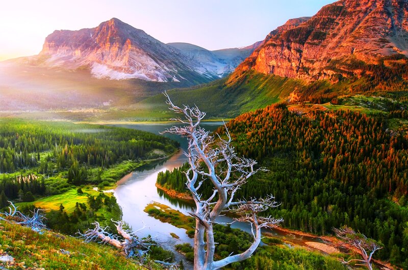 Dead Tree in Valley — Green, Serene