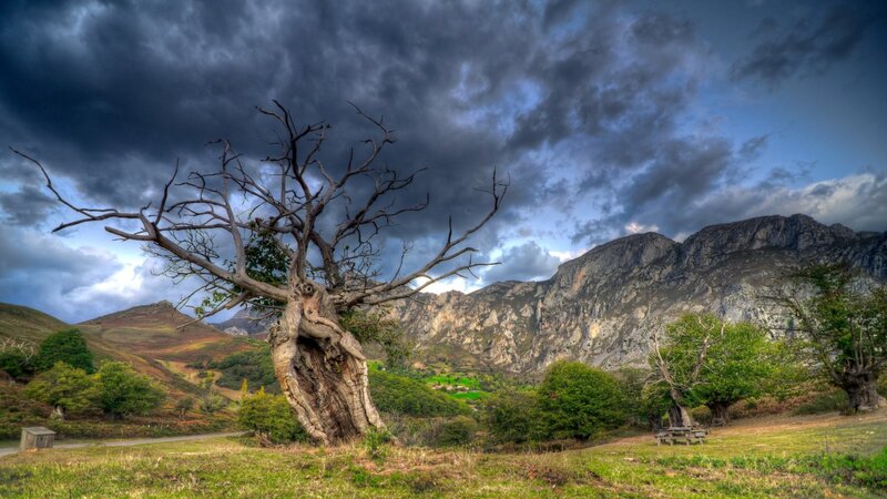 Dead Tree in Valley — Green