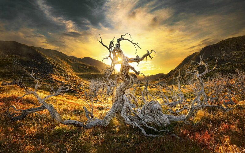 Dead Tree in Valley — Yellow