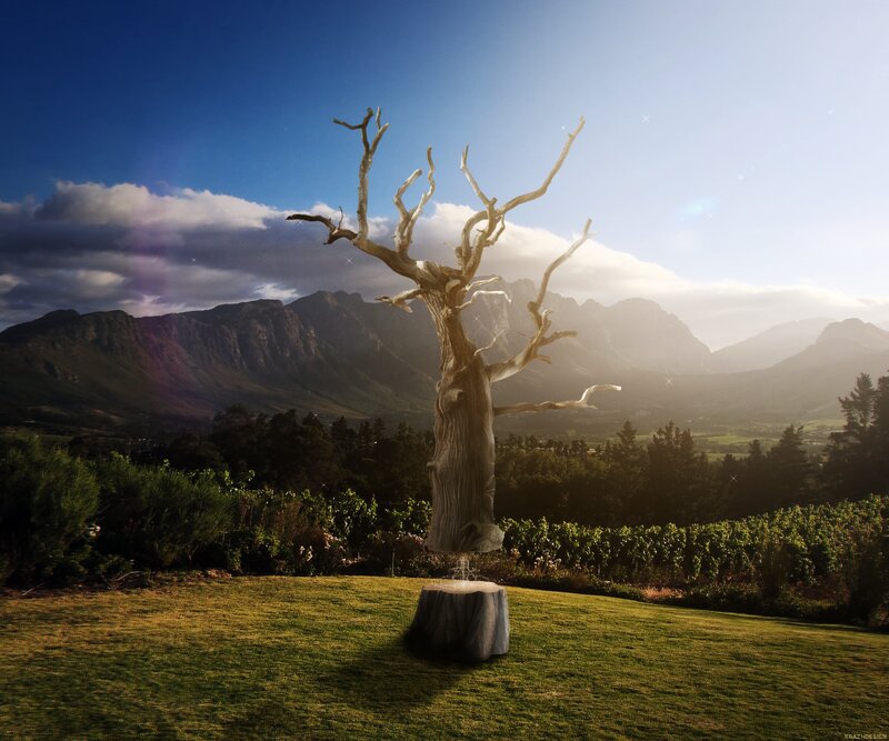 Dead Tree in Vineyard