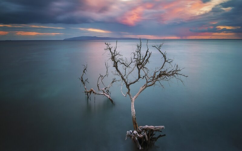 Dead Tree in Water — Blue, Dramatic, Sunset