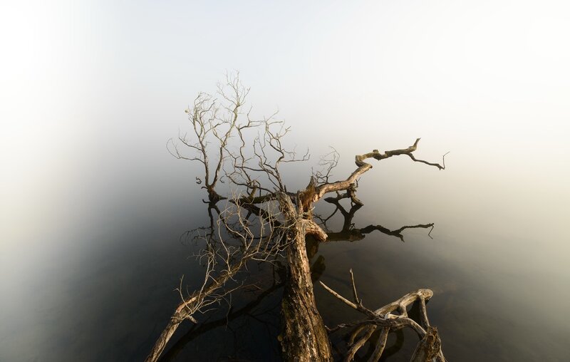 Dead Tree in Water — Gray, Serene