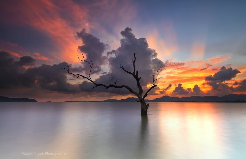 Dead Tree in Water — Orange, Dramatic