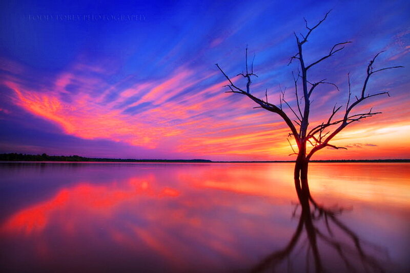 Dead Tree in Water
